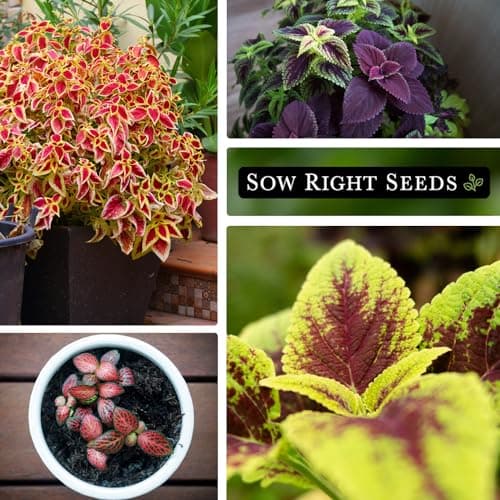 Sow Right Seeds - Coleus Rainbow Mix Seeds for Planting - Beautiful Flowers to Plant in a Home Garden - Indoors or Outdoors - Non-GMO Heirloom Seeds - Attractive & Colorful - Great Gardening Gift (1)