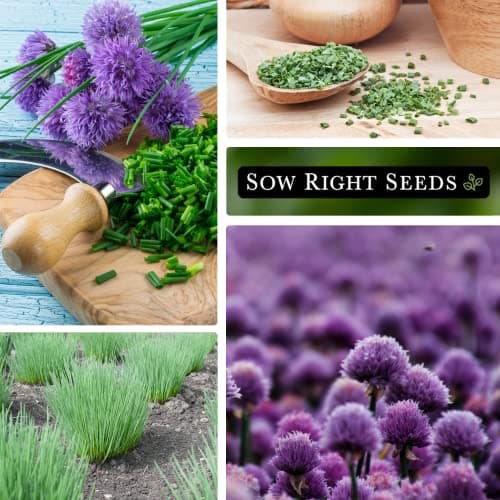 Sow Right Seeds - Common Chives Seed for Planting - Non-GMO Heirloom Packet with Instructions to Plant and Grow Kitchen Herb Garden Indoor or Outdoor - Mild Onion Flavor (1)
