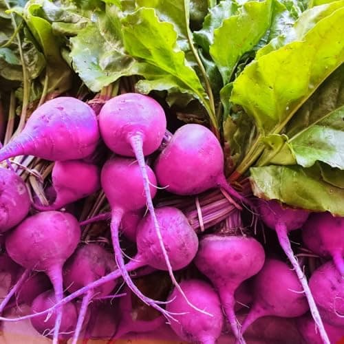 7 Types Radish Seeds Pack for Planting -900+ Including Cherry Belle, Watermelon Radish, Purple Plum and Daikon Individually Packed, Red Radish, Mixed Radish Seeds for Home Outdoor