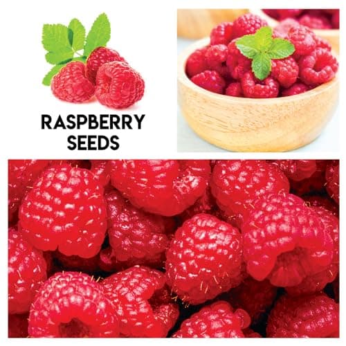 Fruit Garden Seeds Kit for Growing - Elderberry, Blueberry, Red Strawberry, White Strawberry, Raspberry, Mulberry. 100 Seeds of Each Fruit - Packaged Individually