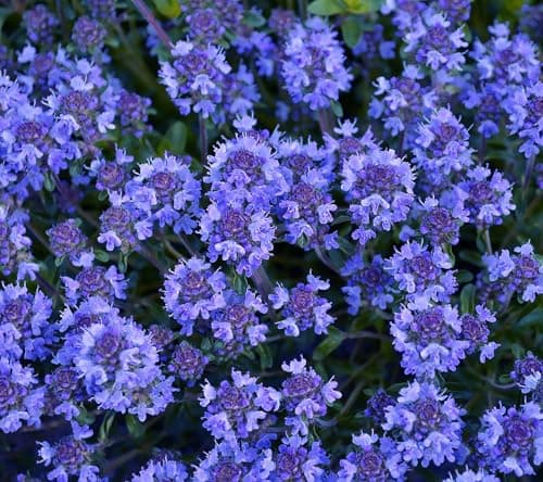 20000+ Mixed Creeping Thyme Seeds, Thymus Ground Cover Plant Seed for Outdoor Lawns Landscaping, Magic Red Purple Blue Carpet Seed for Planting, Perennial Flower for Garden Road - Non GMO Heirloom