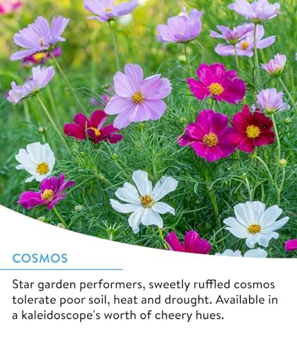 Burpee Wildflower 25,000 Bulk, 1 Bag 18 Varieties of Non-GMO Flower Seeds for Hummingbirds and Butterflies
