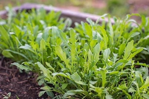 Arugula Seeds for Planting, Slow Bolt, 800+ Heirloom, Non-GMO Vegetable Seeds, Grow Peppery Greens Indoors or Outdoors, Perfect for Microgreens, Includes Instructions, Qty 1
