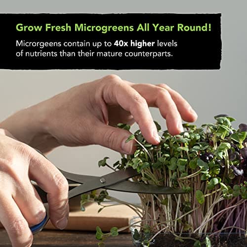 Microgreens Seeds Growing Kit: 5 Micro Green Variety Pack, Broccoli, Beets, Arugula, Spicy, Mild Mix, 100% Non GMO Sprouting Seeds, Organic Microgreen Seed Planting Indoor Garden by Sustainable Sprout