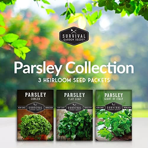 Parsley Seed Collection - Italian Giant, Curled, Flat Leaf - 3 Packets of Non-GMO Heirloom Open-Pollinated to Plant in a Vegetable or Herb Garden - Seed Saver Instructions - Survival Garden Seeds
