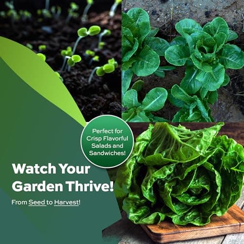 3000 Parris Island Cos Romaine Lettuce Seeds - 4+ Grams - Heirloom Non-GMO USA Grown Premium Vegetable Seeds for Planting - by RDR Seeds