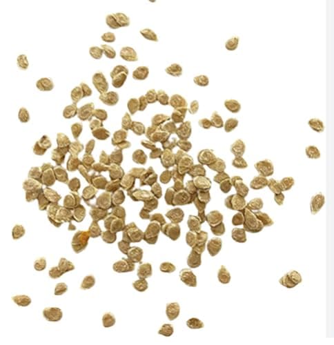 Large Package of Moneymaker Tomato Seeds - Large Tomato - One of The Most Delicious Tomatoes for Home Growing, Non GMO