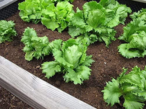 500 Iceberg Lettuce Seeds for planting - Heirloom Non-GMO USA Grown Premium Vegetable Seeds for Planting Home Garden - Crisphead Heading Lettuce Lactuca Sativa by RDR Seeds