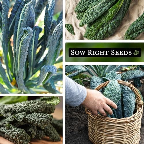 Sow Right Seeds - Lacinato Kale Seed for Planting - Non-GMO Heirloom Packet with Instructions to Plant a Home Vegetable Garden - Very Nutritious Superfood, Grow This Dinosaur Variety (1)