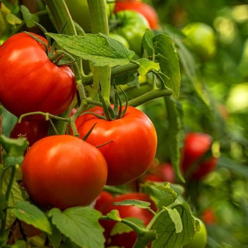 Organic Tomato Seeds (Ponderosa Red Beefsteak) - Approx 75 Seeds - USDA Organic, Non-GMO, Open Pollinated, Heirloom, USA Origin