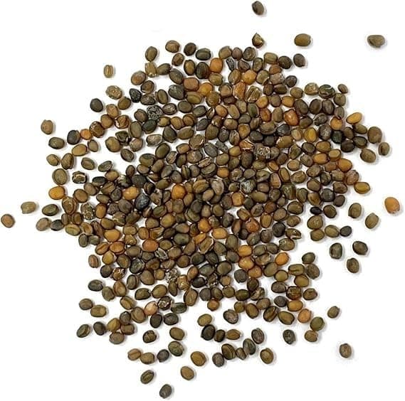Slow Bolt Arugula Seeds for Planting Heirloom Non-GMO Arugula – Plant & Grow Slow Bolt Arugula Seed Packets in Home Herb Outdoor/Indoor Hydroponic Garden, Great Gardening Gift – 1 Packet 250 Seeds