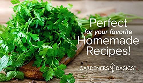 Gardeners Basics, Parsley Seeds for Planting, Italian Flat Leaf is A Heirloom, Open-Pollinated, Non-GMO Herb Variety- Great for Indoor and Outdoor Gardening and Herbal Tea Gardens