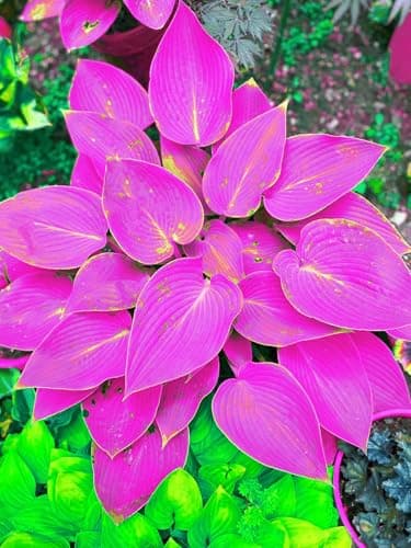 Mix 200+ Hosta Seeds (Shade-Tolerant Perennials) - Easy to Grow, Low Maintenance & High Ornamental Value for Gardens/Pots