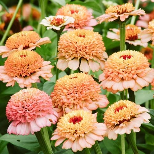50+Annual Zinderella Zinnia Seed for Planting Outdoor- Rare Flower Plant Seeds for Garden Beds Border Home Heat Tolerant