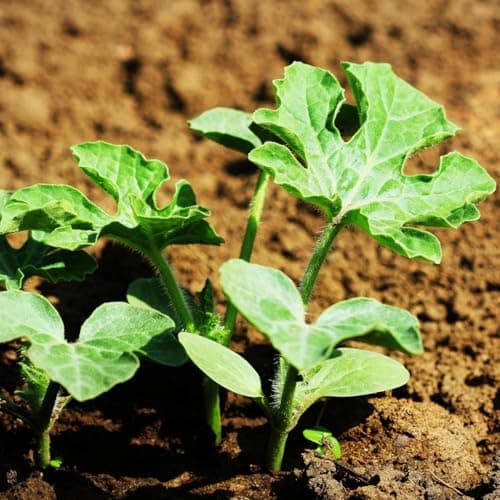 Seed Needs Watermelon Seeds for Planting Crimson Sweet Watermelons - Non-GMO Heirloom & Untreated - Grow an Outdoor Home Grown Garden Filled with Sweet Fruits (1 Pack)