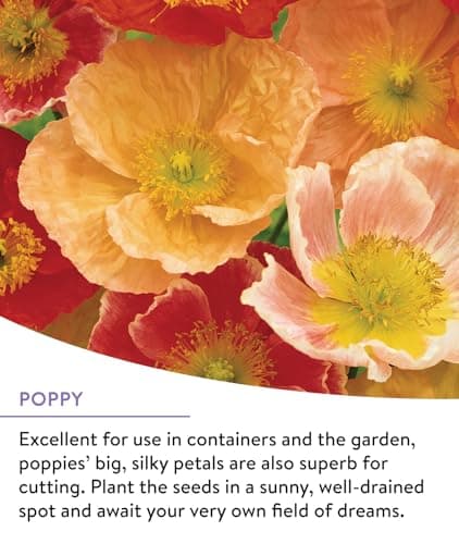 Burpee Wildflower 25,000 Bulk, 1 Bag | 18 Varieties of Non-GMO Flower Seeds Pollinator Garden, Perennial Mix