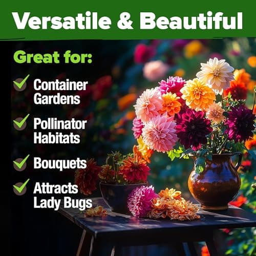 HOME GROWN Zinnia Dahlia Seeds Pack for 2025 – 524 𝗡𝗢𝗡-𝗚𝗠𝗢 𝗨𝗦𝗔 Flower Seeds | Vibrant Zinnia Elegans for Pollinator Gardens, Borders & Containers | Easy-to-Grow Outdoor Blooms