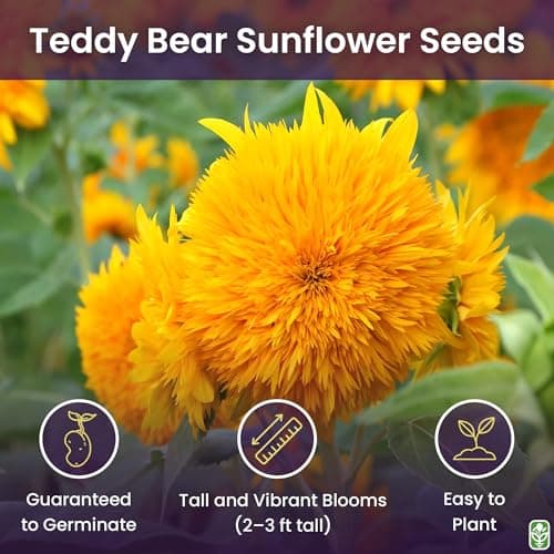 Teddy Bear Sunflower Seeds – 30+ Giant, Fluffy Blooms – Heirloom Flower Seeds for Outdoor Planting – Grows Up to 7’ Tall in Full Sun - Grown in The USA