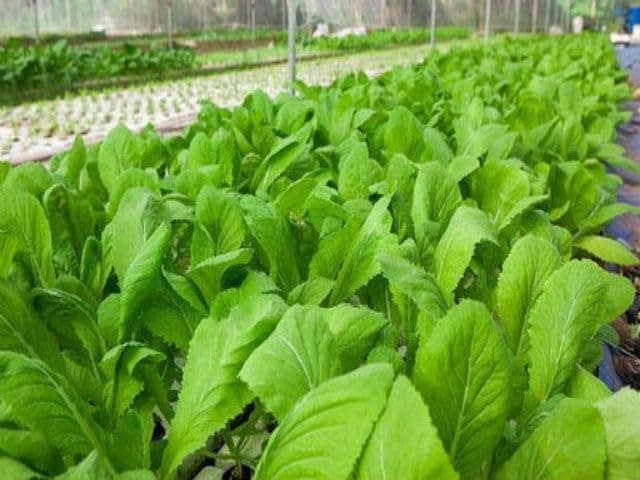 1500 Florida Broadleaf Mustard Seeds for Planting | Fast Growing | Heat and Cold Tolerant | Non-GMO | Heirloom Garden Seed - Cải bẹ xanh - Small GAI Choi