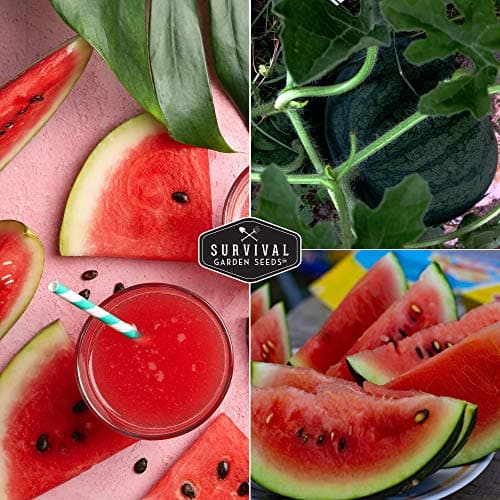 Survival Garden Seeds Sugar Baby Watermelon Seed for Planting - 1 Packet with Instructions to Plant and Grow Little Round Watermelons in Your Home Vegetable Garden - Non-GMO Heirloom Variety