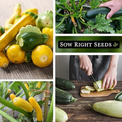 Sow Right Seeds - Zucchini Mix Seed for Planting - Non-GMO Heirloom Packet with Instructions to Plant and Grow an Outdoor Home Vegetable Garden - Vigorous and Productive Variety Pack (1)