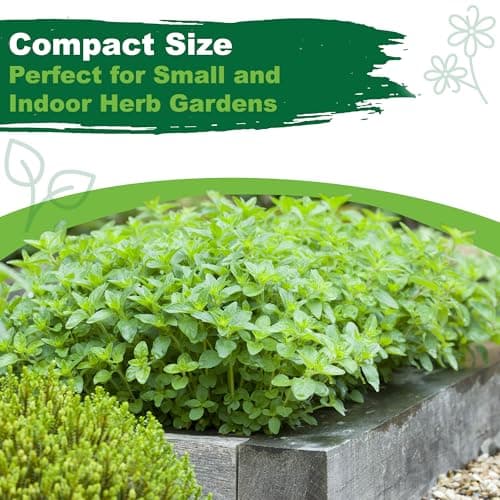 Oregano Seeds for Planting, 3000+ Non-GMO Heirloom Seeds, 500mg, Open Pollinated Perennial Herb, Origanum vulgare, for Indoor & Outdoor Gardens, Qty 1