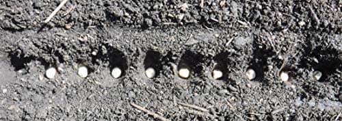 Seed-in Soil Digger and Soil Spacer for Planting Seeds