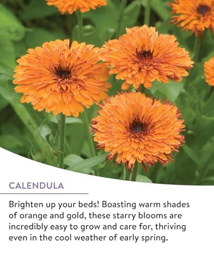 Burpee Wildflower 25,000 Bulk, 1 Bag | 18 Varieties of Non-GMO Flower Seeds Pollinator Garden, Perennial Mix