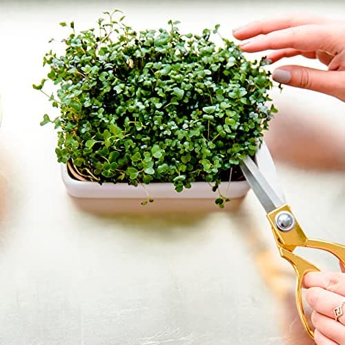 Back to the Roots 43003 Microgreens Ceramic Kit-Refill