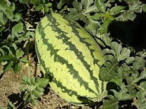100 Jubilee Watermelon Seeds for Planting Heirloom Non GMO 10 Grams of Seeds Garden Vegetable Bulk Survival