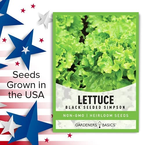Gardeners Basics, Green Leaf Lettuce Seeds for Planting - (Black Seeded Simpson Variety) Heirloom, Non-GMO Lettuce Variety- 2 Grams Seed Great for Spring, Summer, Fall, Winter Garden and Hydroponics