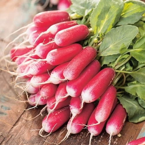 7 Types Radish Seeds Pack for Planting -900+ Including Cherry Belle, Watermelon Radish, Purple Plum and Daikon Individually Packed, Red Radish, Mixed Radish Seeds for Home Outdoor