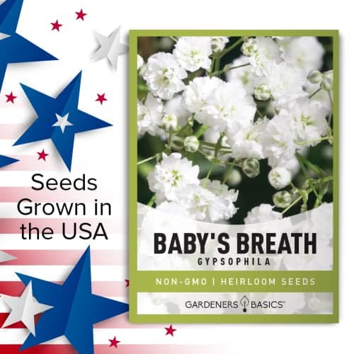 Gardeners Basics, Baby's Breath Seeds for Planting Gpsophila - Beautiful Annual Cut Flower for Flower Arrangements and Beautiful in Flower Beds in Summer Gardens Too