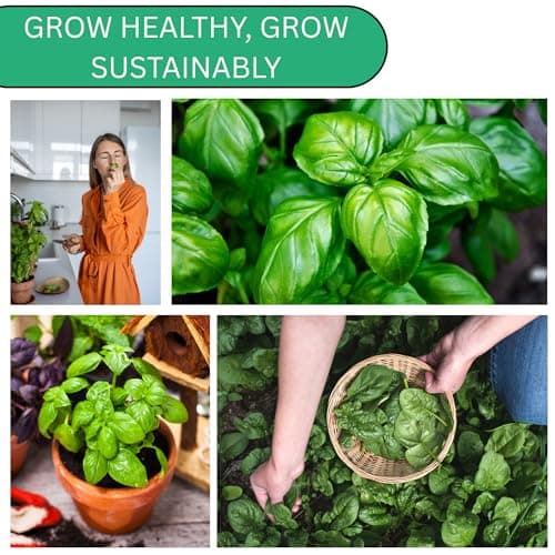 Italian Large Leaf Basil Seeds for Planting - Over 2,900 Heirloom Non-GMO Italian Basil Seeds - Beginner Friendly Seed for Planting Herbs at Home, Outdoors, Indoors or Hydroponics