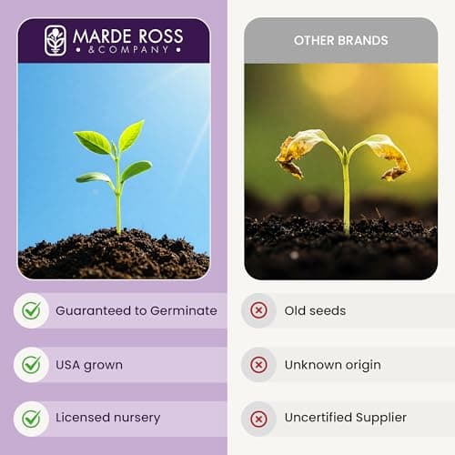 Teddy Bear Sunflower Seeds – 30+ Giant, Fluffy Blooms – Heirloom Flower Seeds for Outdoor Planting – Grows Up to 7’ Tall in Full Sun - Grown in The USA