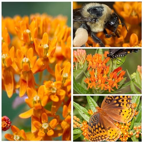 Seed Needs Orange Butterfly Milkweed Seeds for Planting - Heirloom & Untreated - Grow a Butterfly Garden to Attract Monarch Butterflies & Pollinators (2 Packs)