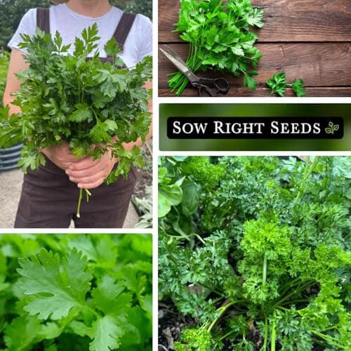 Sow Right Seeds - Flat and Curly Leaf Parsley Seed Collection for Planting - Non-GMO Heirloom Packet with Instructions to Plant and Grow a Kitchen Herb Garden - Indoors or Outdoors - Culinary Garnish