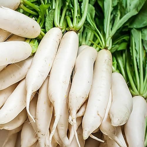 7 Types Radish Seeds Pack for Planting -900+ Including Cherry Belle, Watermelon Radish, Purple Plum and Daikon Individually Packed, Red Radish, Mixed Radish Seeds for Home Outdoor