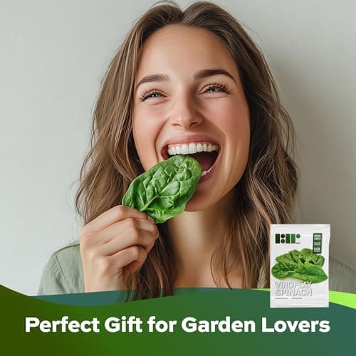 Heirloom Viroflay Spinach Seeds for Planting - 500 Seeds - Heirloom, Non-GMO, USA Grown, Premium Waterproof Protective Packaging by RDR Seeds