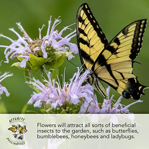 Seed Needs Pollinator Seed Mix Honey Bee Blend Wildflowers | Bulk 1 Ounce 12,500+ Heirloom Seeds 20 Pollinator Friendly Flower Varieties | Help Save the Bees Produces Colorful Blooms | Open Pollinated