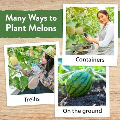 HOME GROWN Melon Seeds Variety Pack – 5 𝗡𝗢𝗡-𝗚𝗠𝗢 Heirloom Fruit Seeds: Watermelon, Cantaloupe, Honeydew, Sugar Baby & Melon – High Germination 𝗨𝗦𝗔 for Planting Home Garden Indoors.