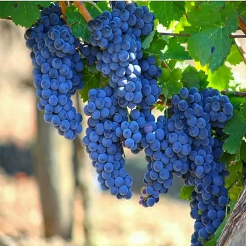 6 Types Mix Fruit Seeds for Planting Outdoor-100 Grape &100 Apple & 100 Kiwi & 10 Cherimoya &10 Mulberry & 20 Cherry Seeds Non-GMO Heirloom Fruit Seeds Sweet and Delicious