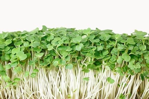 Arugula Seeds for Planting, Slow Bolt, 800+ Heirloom, Non-GMO Vegetable Seeds, Grow Peppery Greens Indoors or Outdoors, Perfect for Microgreens, Includes Instructions, Qty 1