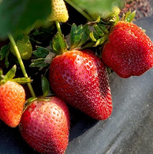1000+ Mixed Fruit Seeds for Planting - Strawberry Raspberry Blueberry & Grape Seeds Fresh Fruit - Individually Packaged
