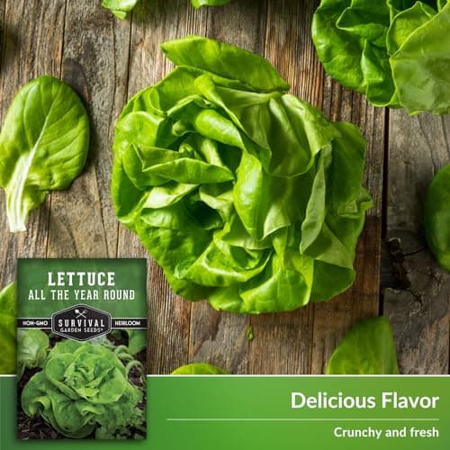 All The Year Round Lettuce Seed for Planting - 1 Packet with Instructions to Plant & Grow Adaptable Salad Greens in Your Home Vegetable Garden - Non-GMO Heirloom Variety - Survival Garden Seeds