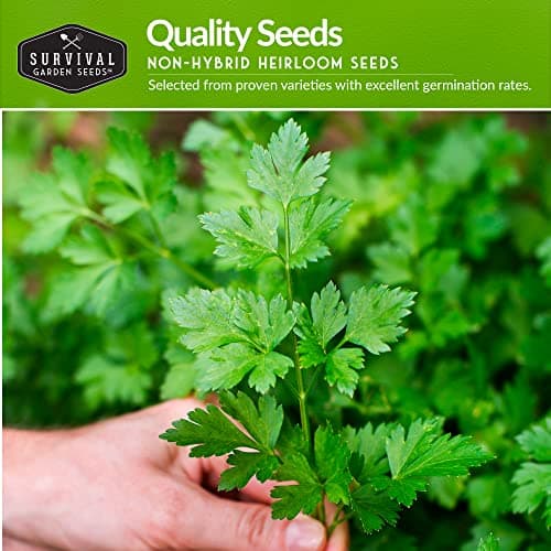 Parsley Seed Collection - Italian Giant, Curled, Flat Leaf - 3 Packets of Non-GMO Heirloom Open-Pollinated to Plant in a Vegetable or Herb Garden - Seed Saver Instructions - Survival Garden Seeds