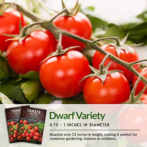 Survival Garden Seeds - Tiny Tim Tomato Seeds for Planting - 1 Pack with Instructions to Grow in Your Home Vegetable Garden - Non-GMO Heirloom Variety