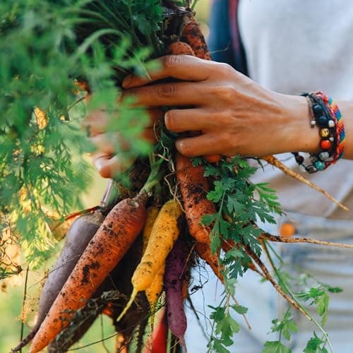 Organic Carrot Seeds (Rainbow Blend) - Approx 500 Seeds - USDA Organic, Non-GMO, Open Pollinated, Heirloom, USA Origin