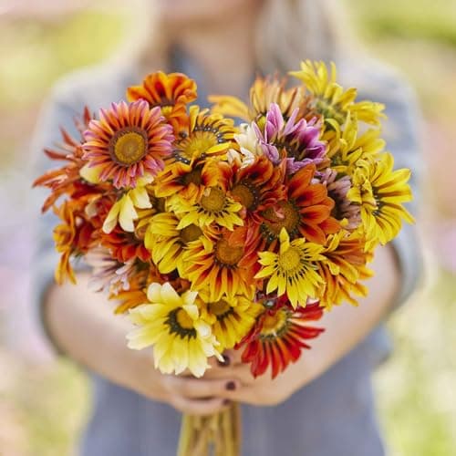 300 Gazania Seeds Mix Heat & Drought Tolerant Garden Flower & Ground Cover Plants