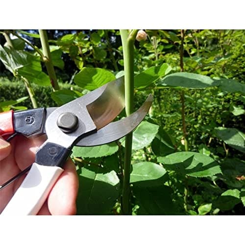 Okatsune Pruning Shears Unique 8.3 inches (210 mm) (Blister) No. 104